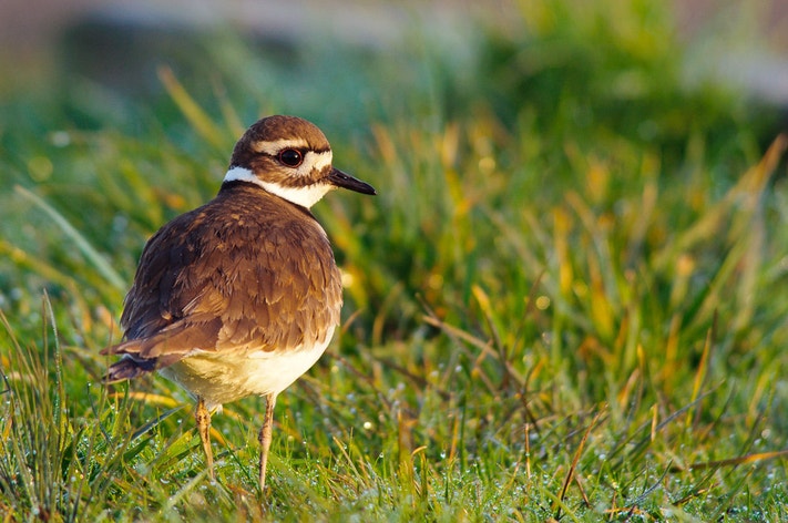 Killdeer Range Killdeer | Audubon Field Guide