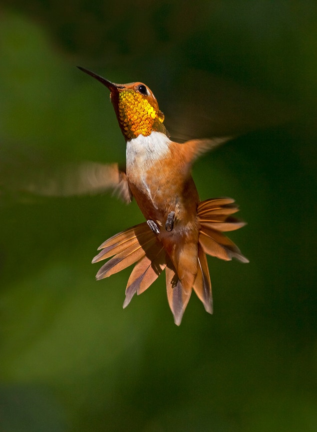 Male Ruffous Hummingbird Rufous Hummingbird | Audubon Field Guide