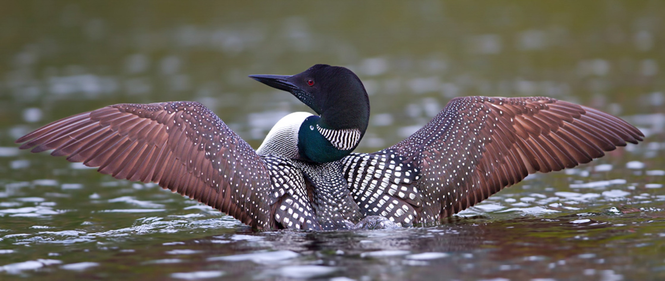 Common Loon | Audubon Field Guide