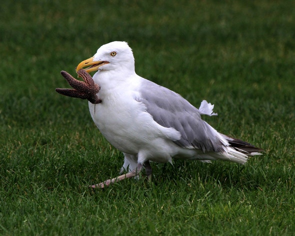 American Herring Gull Audubon Field Guide American Herring Gull Audubon Field Guide