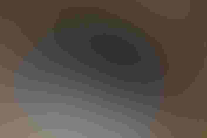 Nestlings. Photo: Robert Gundy/Audubon Photography Awards