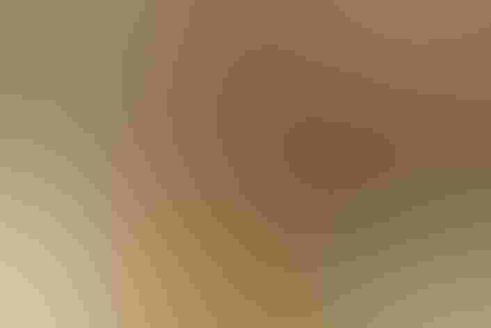 Adult. Photo: Robert Gundy/Audubon Photography Awards