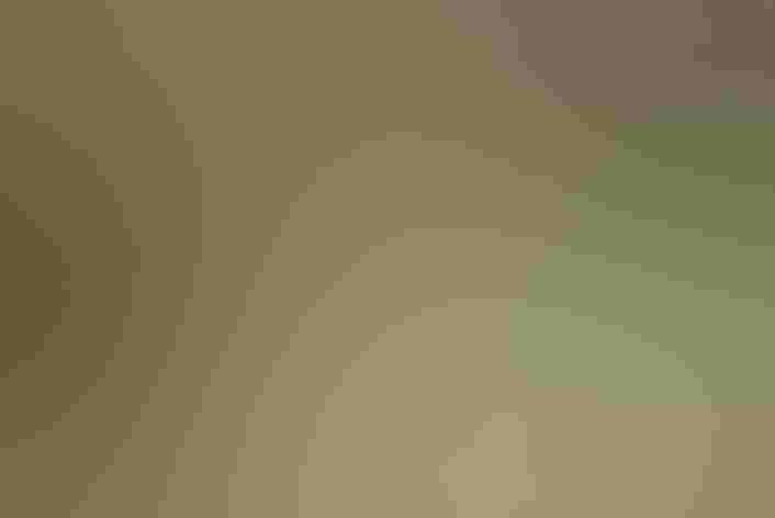 Adult. Photo: Robert Gundy/Audubon Photography Awards