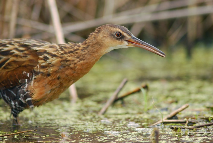King Rail | Audubon Field Guide