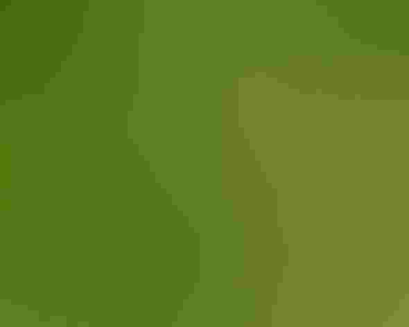 Adult. Photo: Margo Burnison/Audubon Photography Awards