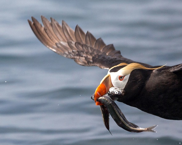 Tufted Puffin Audubon Field Guide tufted-puffin-audubon-field-guide