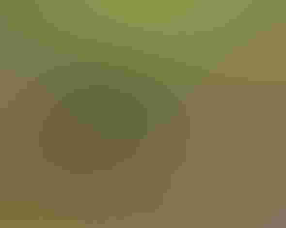 Adult male. Photo: Sandee Harraden/Audubon Photography Awards