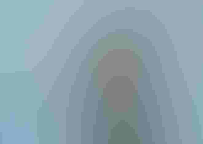 Breeding adult. Photo: Govinda Rosling/Audubon Photography Awards