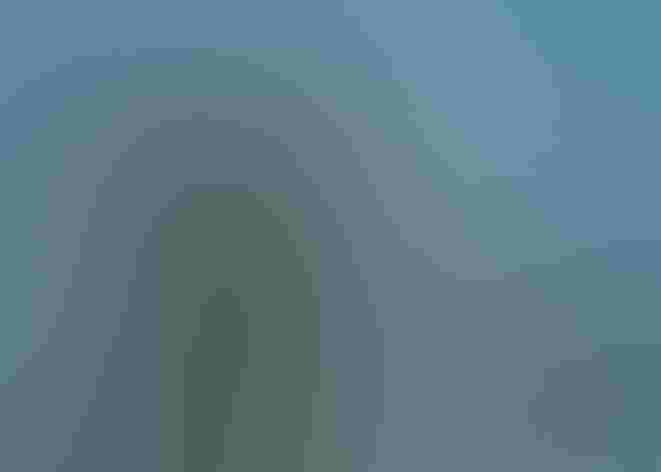 Breeding adults. Photo: Govinda Rosling/Audubon Photography Awards