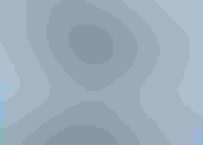 Breeding adult. Photo: Govinda Rosling/Audubon Photography Awards