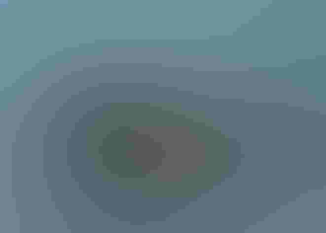 Breeding adults. Photo: Govinda Rosling/Audubon Photography Awards