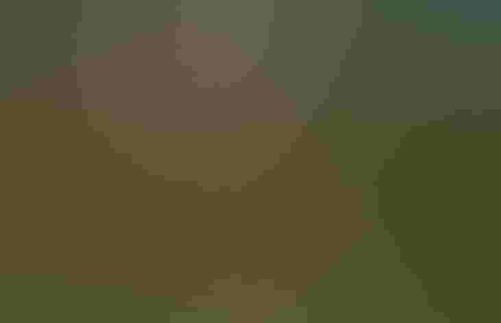 Breeding adults. Photo: Tim Kuhn/Audubon Photography Awards