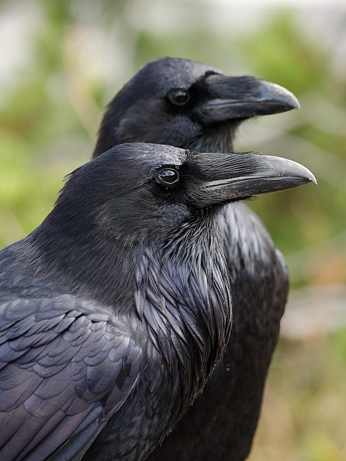 Common Raven | Audubon Field Guide