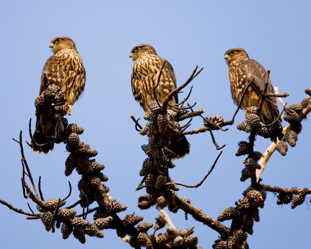 Merlin | Audubon Field Guide