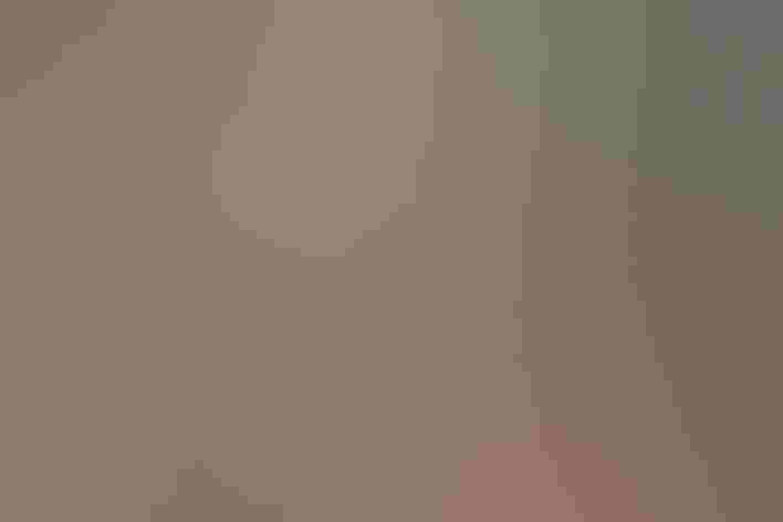 Adults. Photo: Gail Bisson/³Ô¹ÏºÚÁÏ Photography Awards