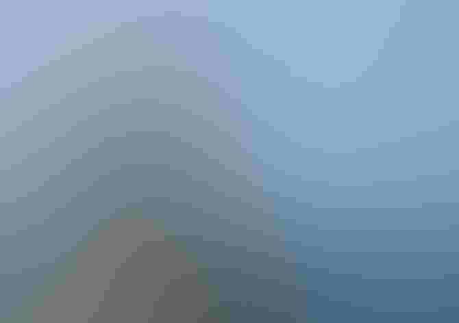 Adult female. Photo: Justin Peter/Audubon Photography Awards