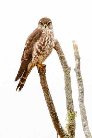 Merlin | Audubon Field Guide