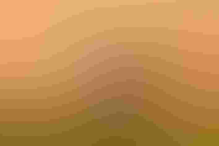 Adult. Photo: Barbara Baird/Audubon Photography Awards