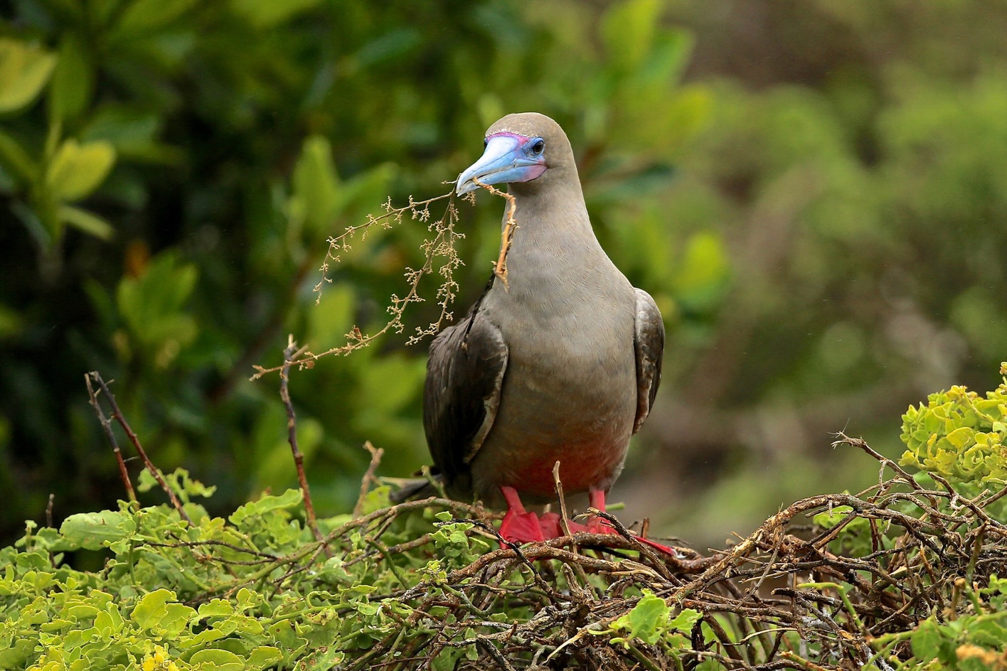 Red footed Booby Audubon Field Guide red-footed-booby-audubon-field-guide