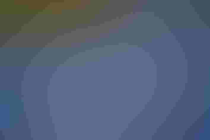 Eclipse males. Photo: Charles Waitwait