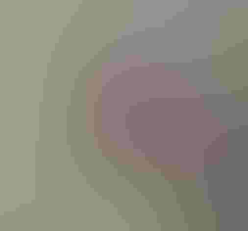 Adult male. Photo: Charlie Trapani/Audubon Photography Awards