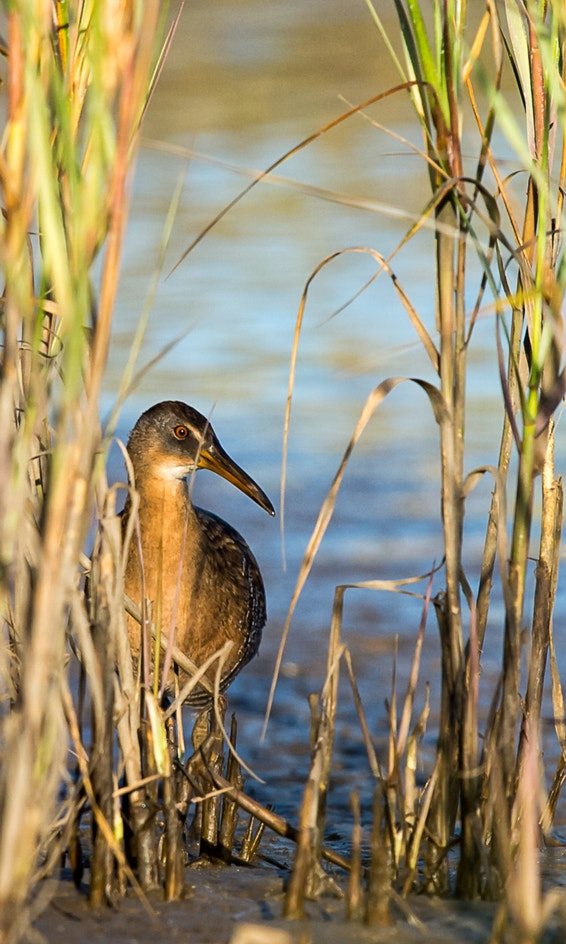 Clicker Rail Clapper Rail | Audubon Field Guide