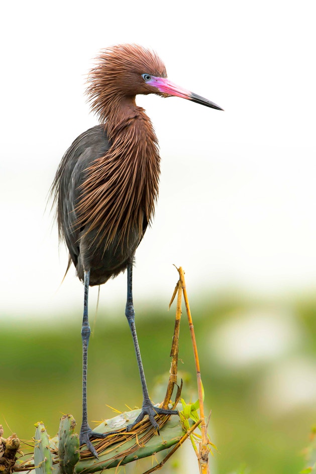 Garza Rojiza | Audubon Field Guide