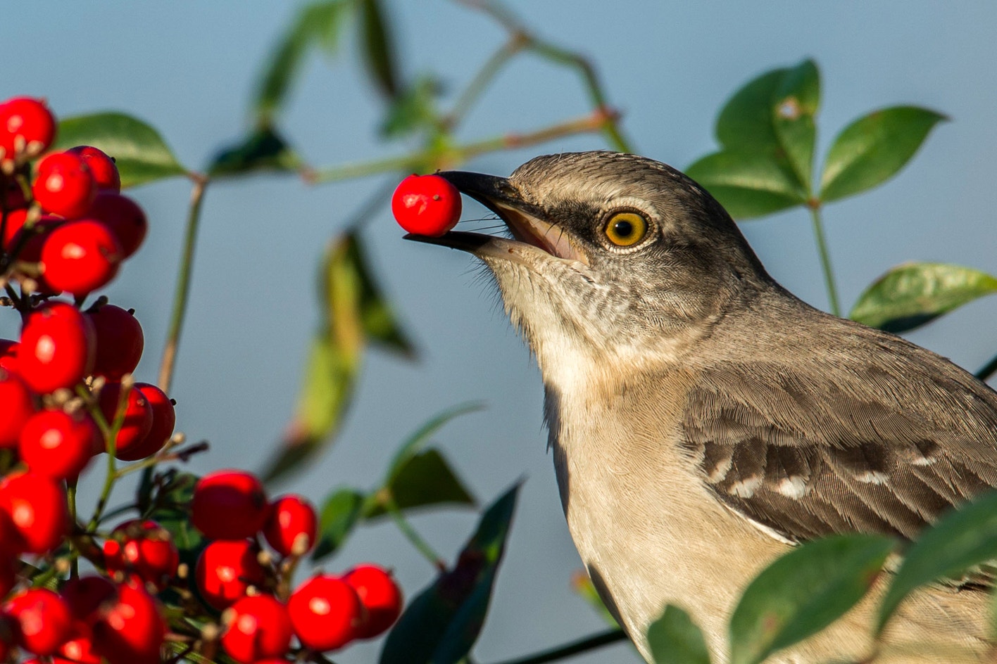 Northern Mockingbird | Audubon Field Guide