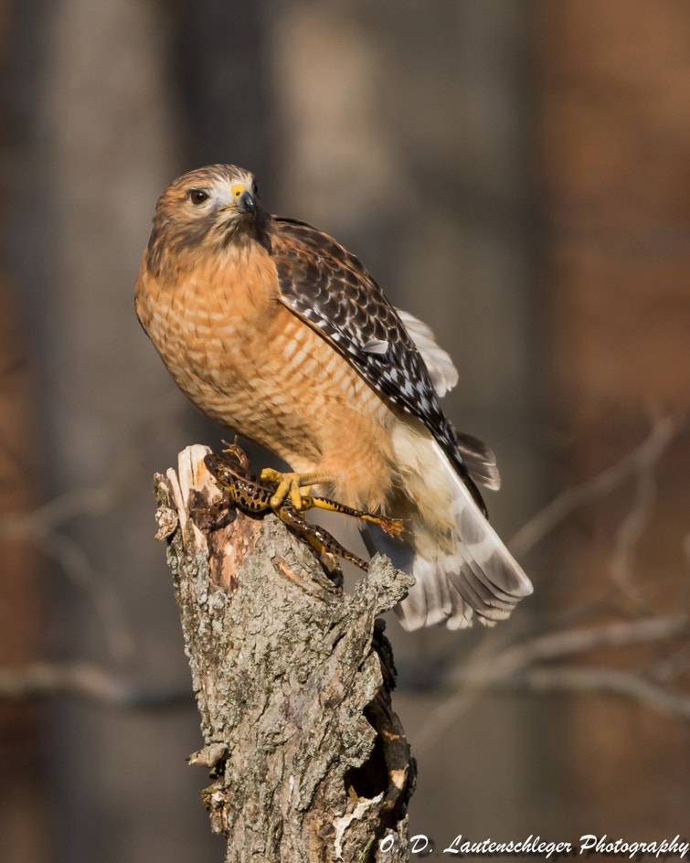 Red Hawk Red-shouldered Hawk | Audubon Field Guide