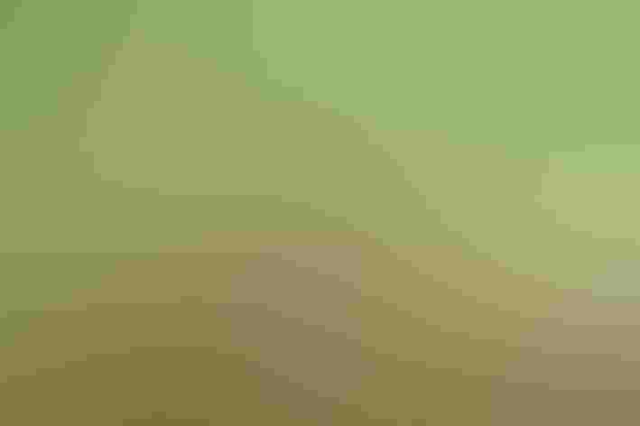 Adult. Photo: Darla J. Oathout/Audubon Photography Awards