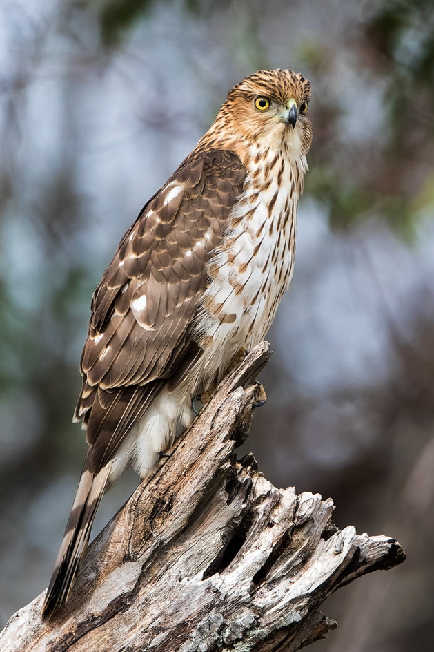 Cooper's Hawk | Audubon Field Guide