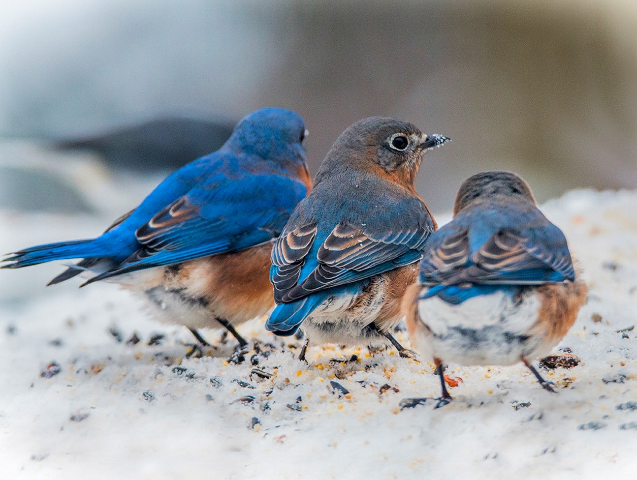 Bluepid Eastern Bluebird | Audubon Field Guide