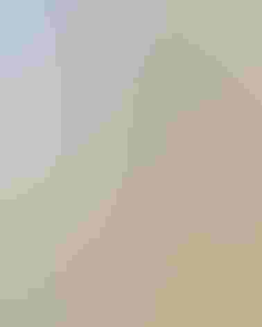 Breeding adult male. Photo: Dennis Derby/Audubon Photography Awards