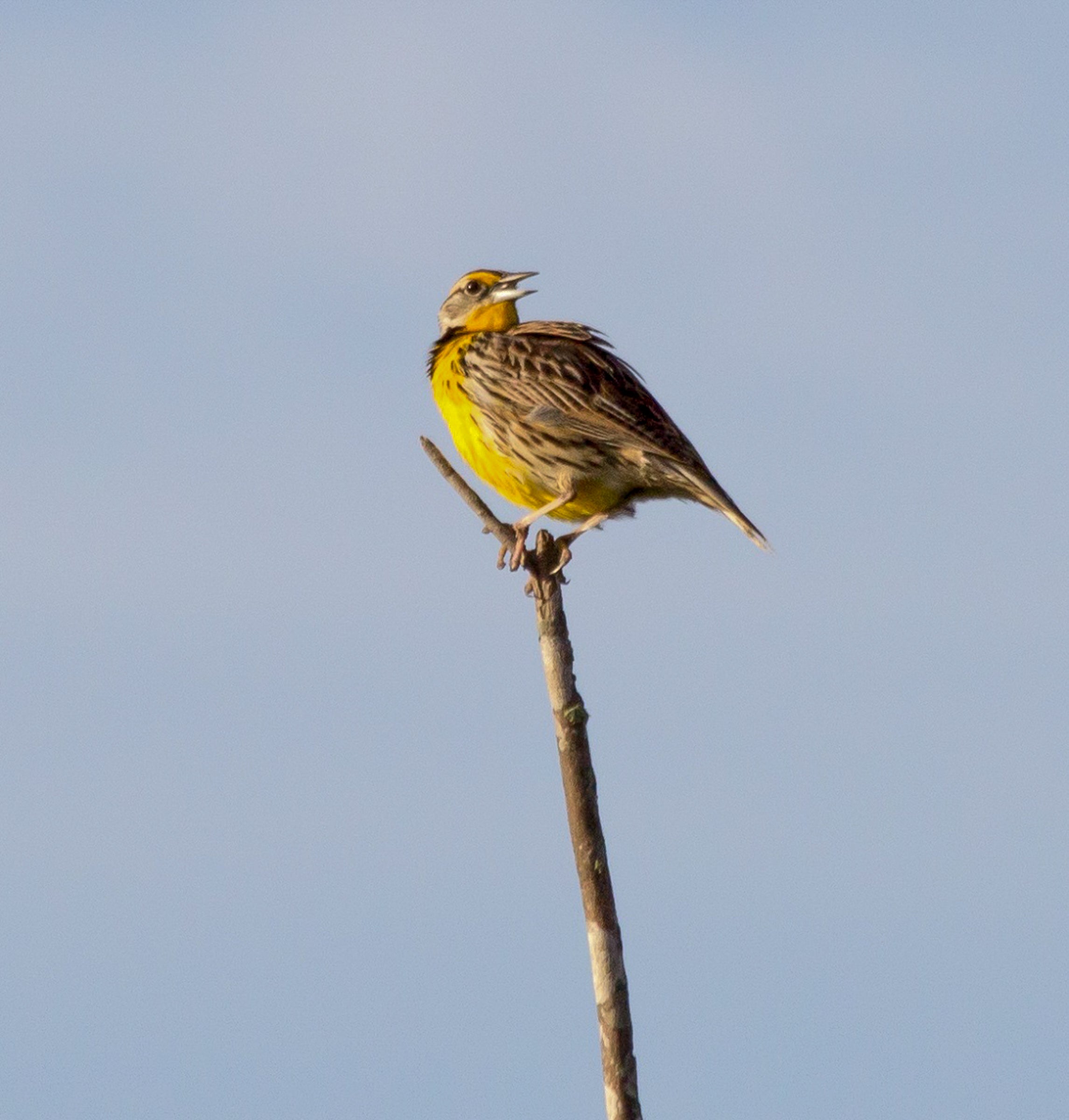Eastern Meadowlark Audubon Field Guide