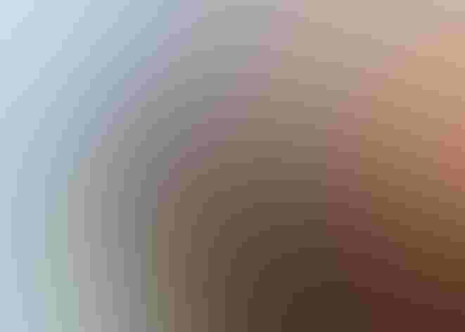 Adult. Photo: Greg Albrechtsen/Audubon Photography Awards