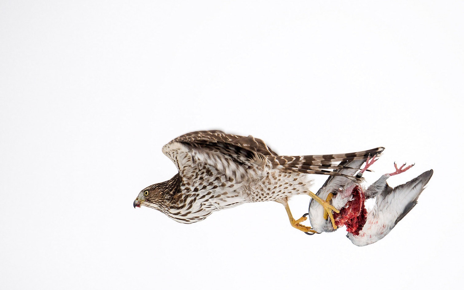 Cooper's Hawk | Audubon Field Guide
