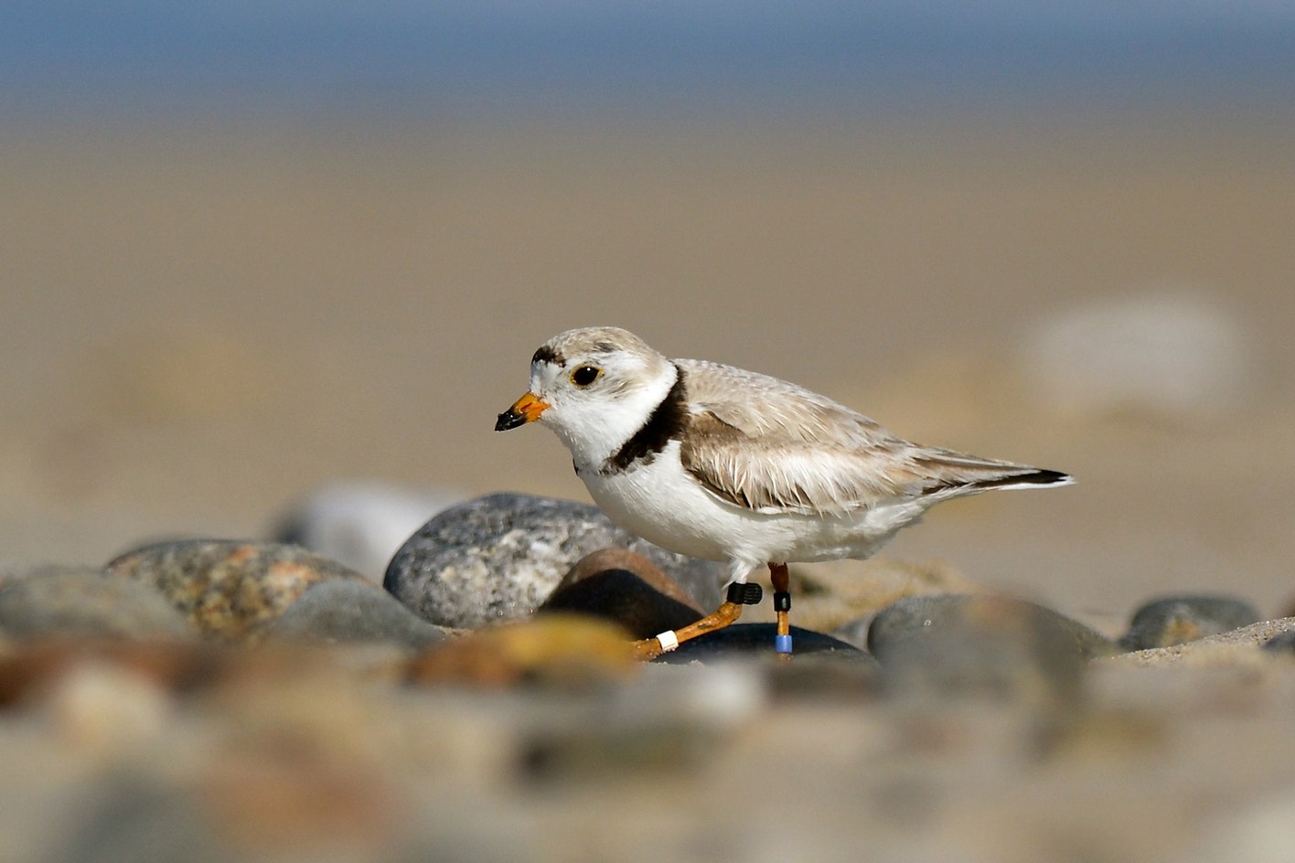 Plover Def Piping Plover | Audubon Field Guide