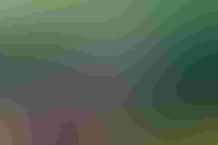 Adult. Photo: Joann Ricchiuti/Audubon Photography Awards