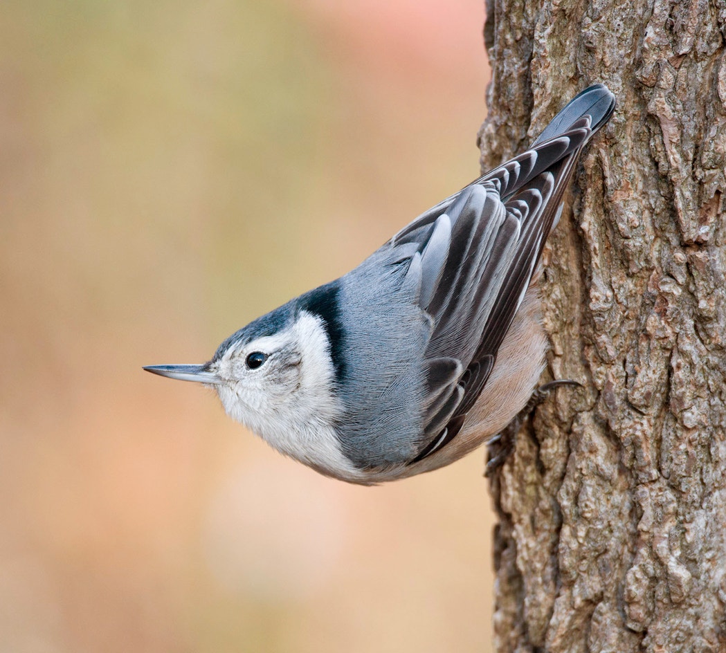 White breasted Nuthatch Audubon Field Guide white-breasted-nuthatch-audubon-field-guide