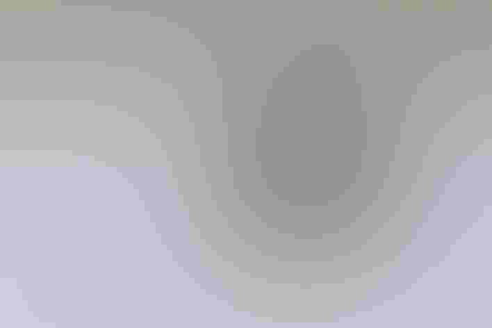 Breeding adults. Photo: Ken Archer/Audubon Photography Awards