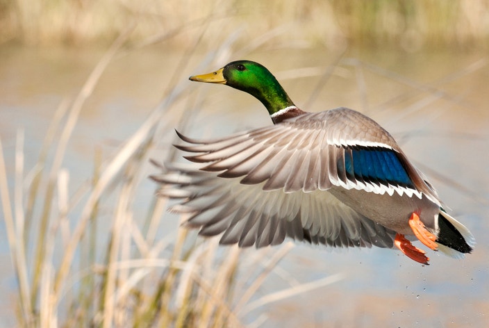 Mallard | Audubon Field Guide
