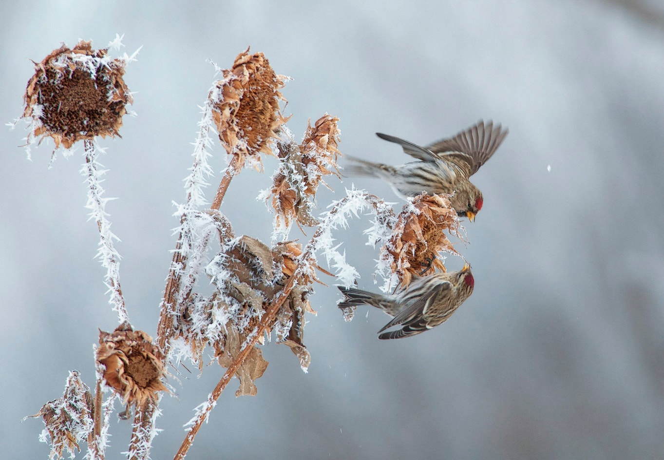 Red Poll Range Redpoll | Audubon Field Guide