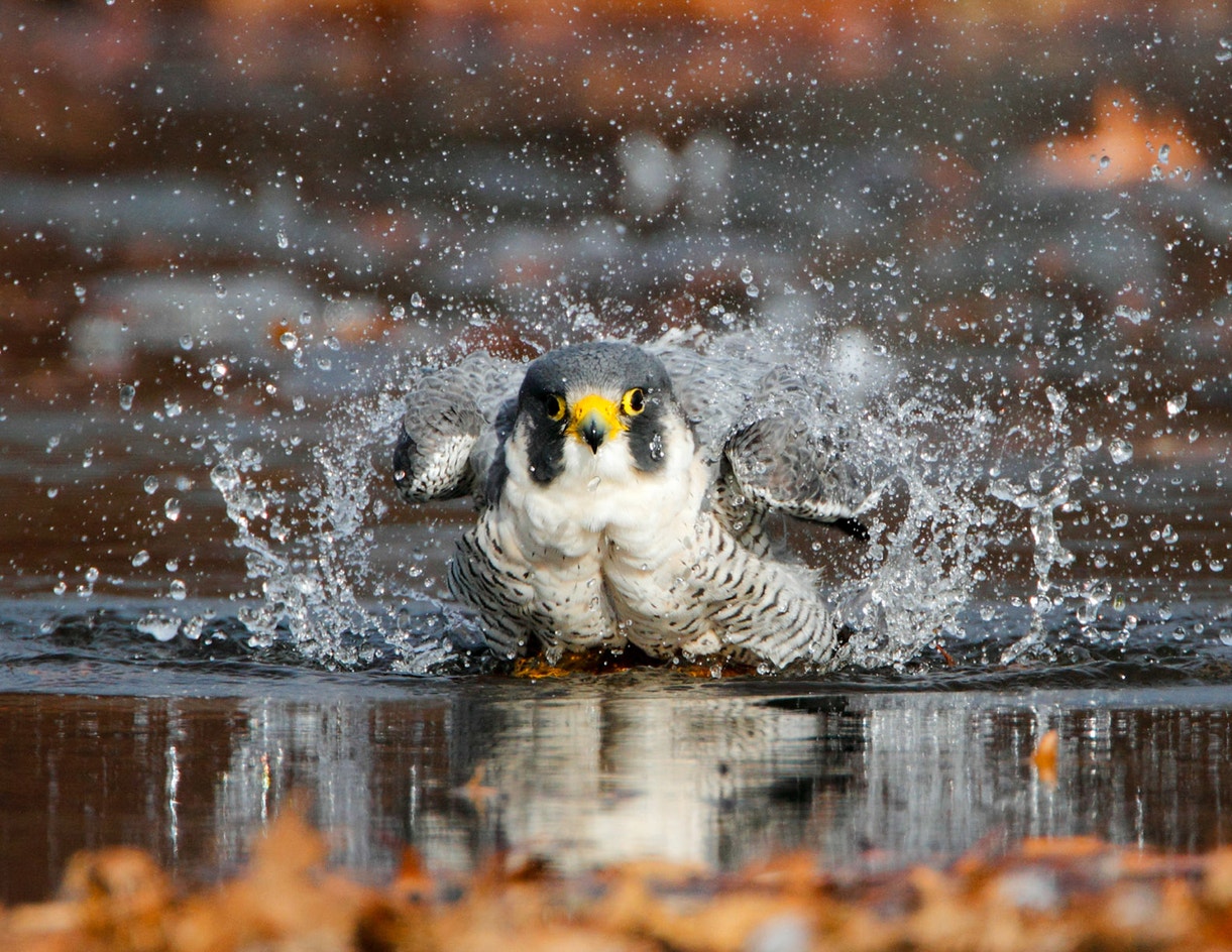 Falcon Fish Peregrine Falcon | Audubon Field Guide