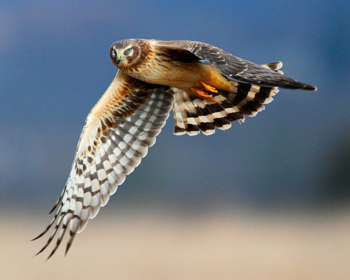 Northern Harrier | Audubon Field Guide
