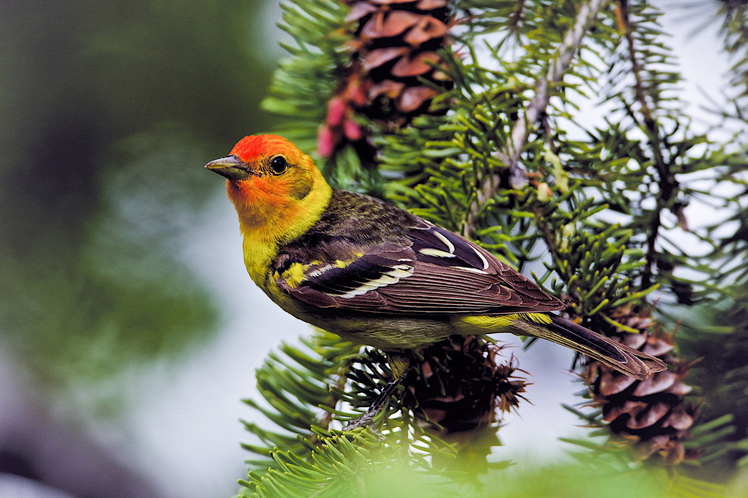 Western Tanager Audubon Field Guide