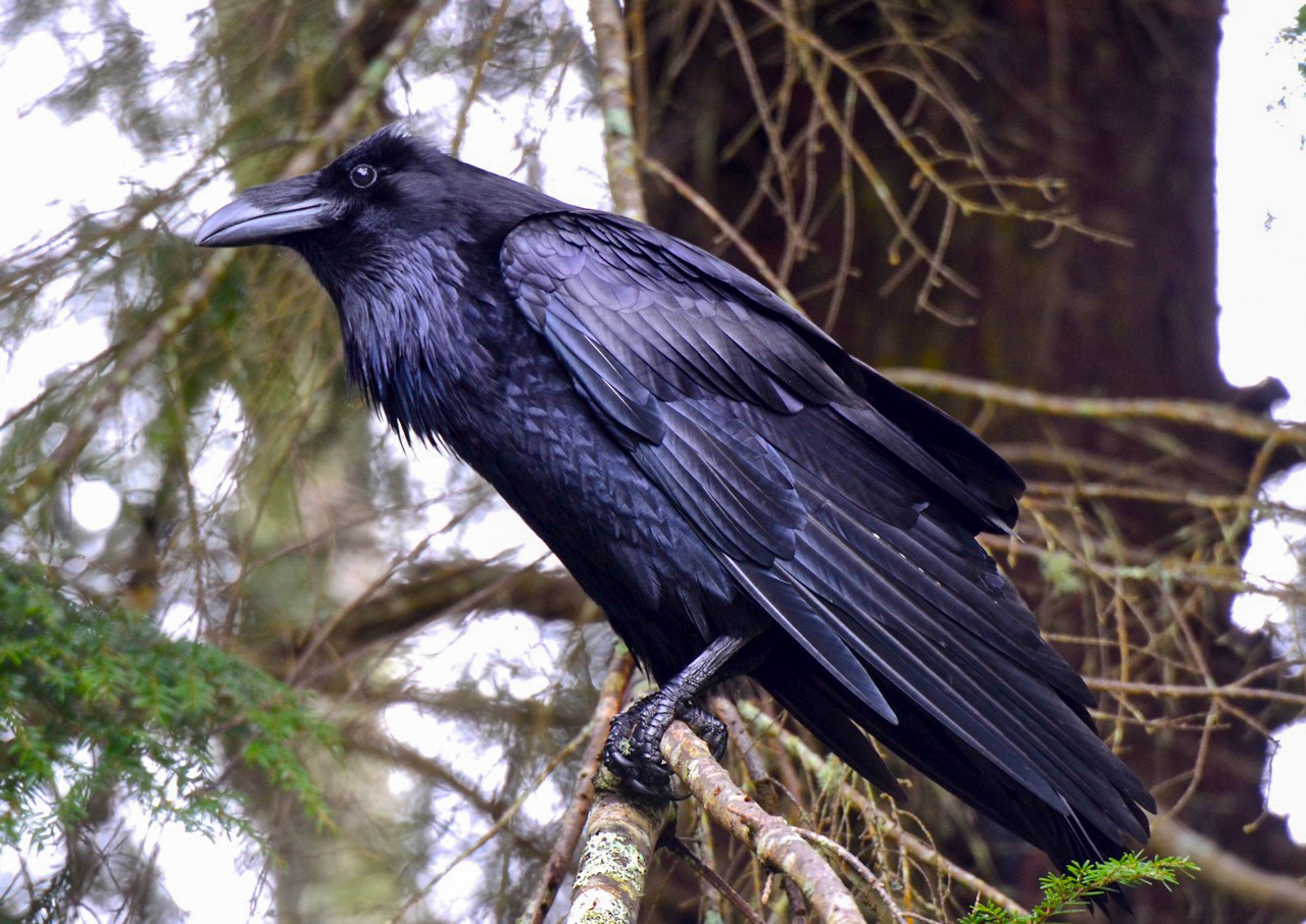 Common Raven Audubon Field Guide Common Raven Audubon Field Guide