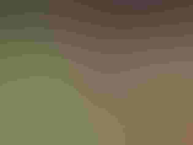 Adult. Photo: Nikki Debraccio/Audubon Photography Awards