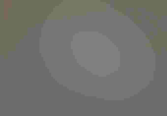 Non-breeding adult. Photo: Peggy Scanlan/Audubon Photography Awards