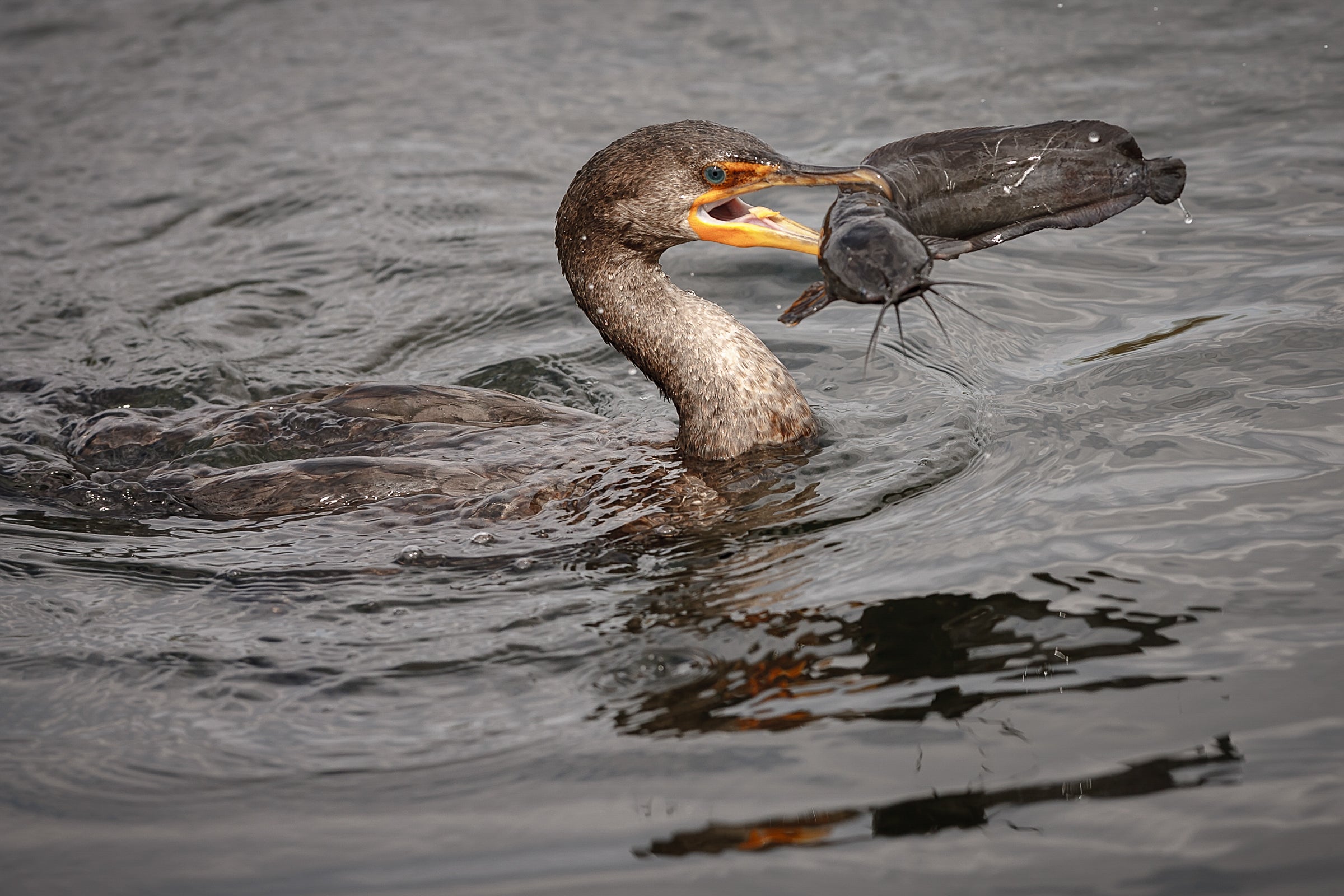 Doublecrested Cormorant Audubon Field Guide