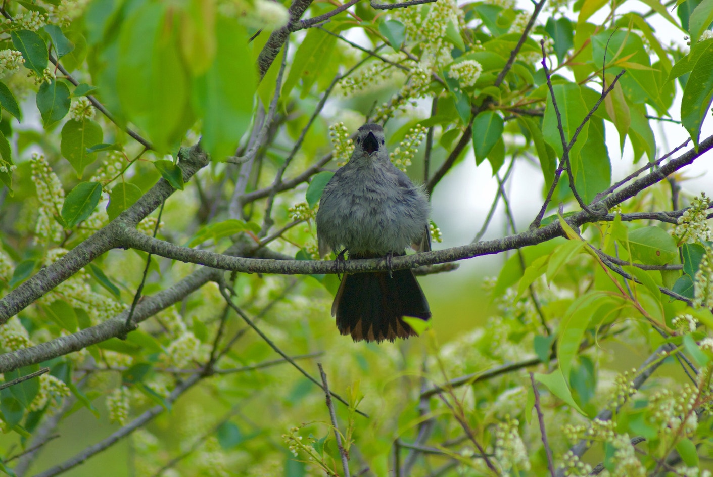 Gray Catbird Audubon Field Guide gray-catbird-audubon-field-guide